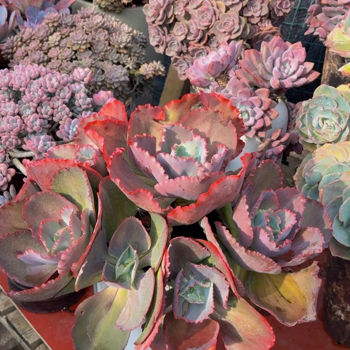 H***g老桩精品肉肉包菜