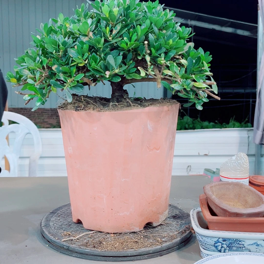 C***X潮珠栀子花花花花花