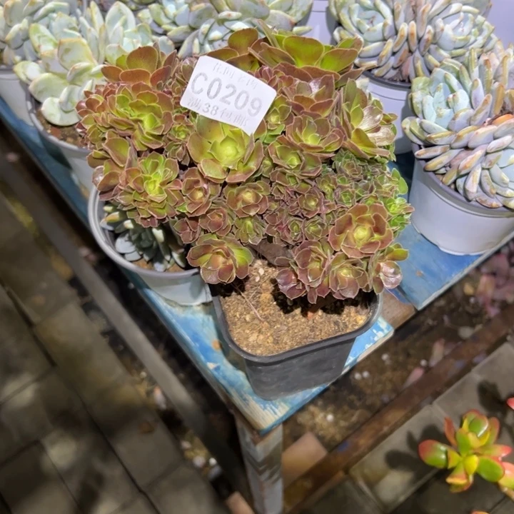 209玫瑰缀化多肉植物