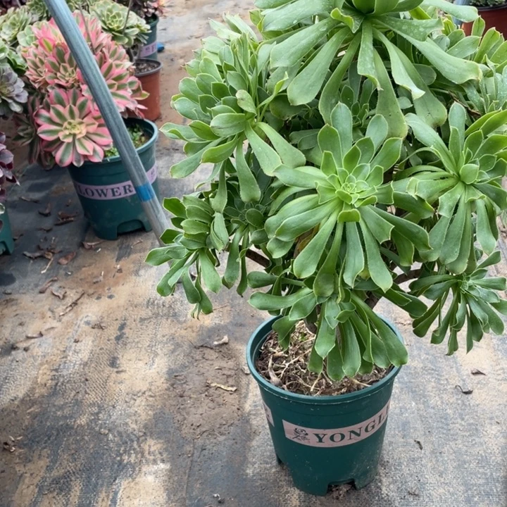 2原始绿法师多肉植物多肉