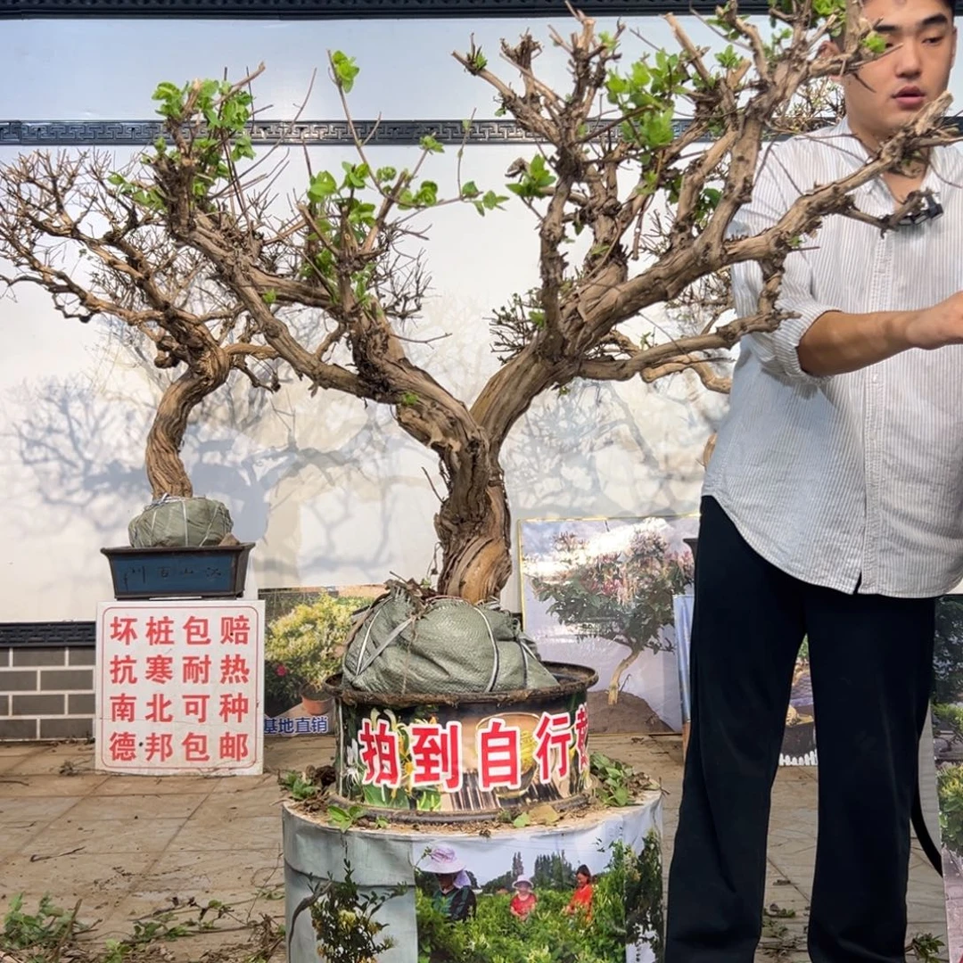 无花朵金银花开花157535555