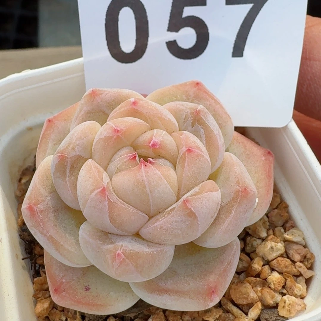 玉玺福利新年快乐         精品多肉