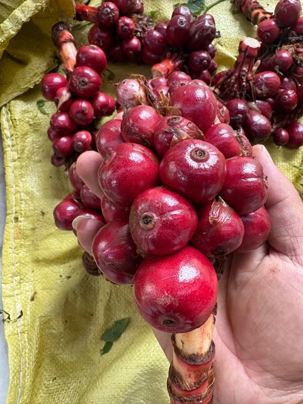 云南高山新鲜草果