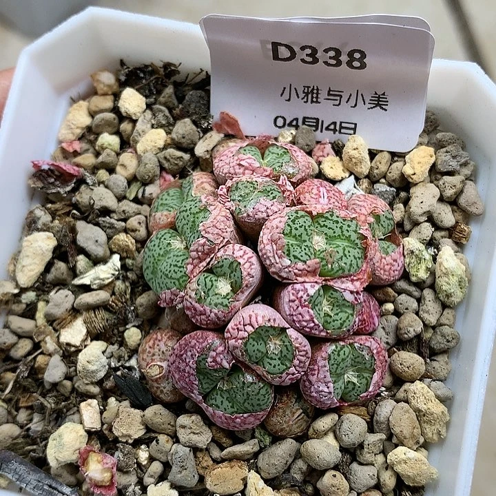 D338多肉植物保护