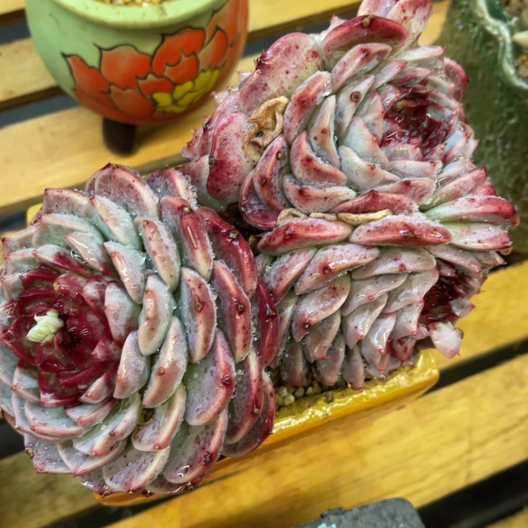 蔡*猫3737373883838335353535