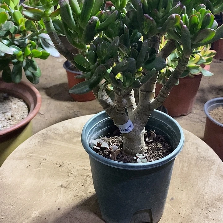 火*23招财猫一物一拍