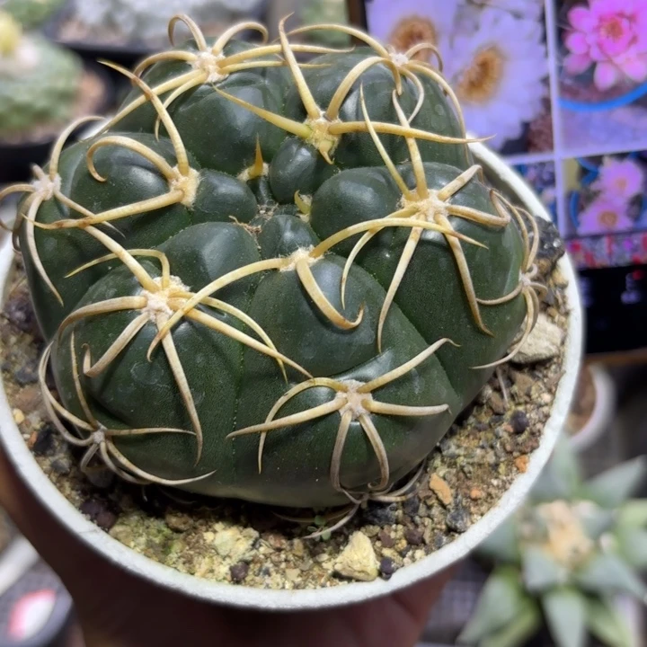 555实生海王好养皮实