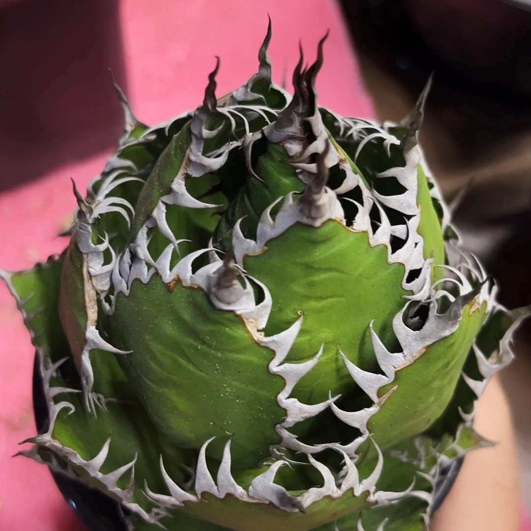 霍利达包菜775888999