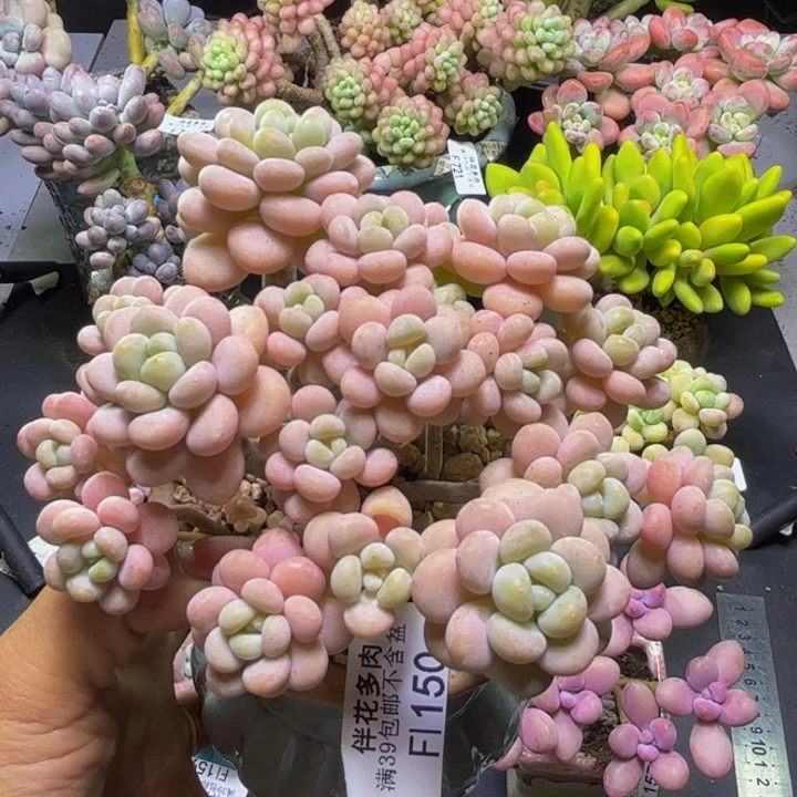 洛可可150/12cm多肉