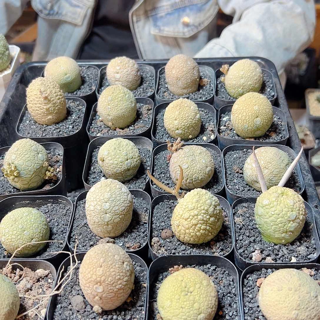 实生凝蹄玉3.3公分带盆