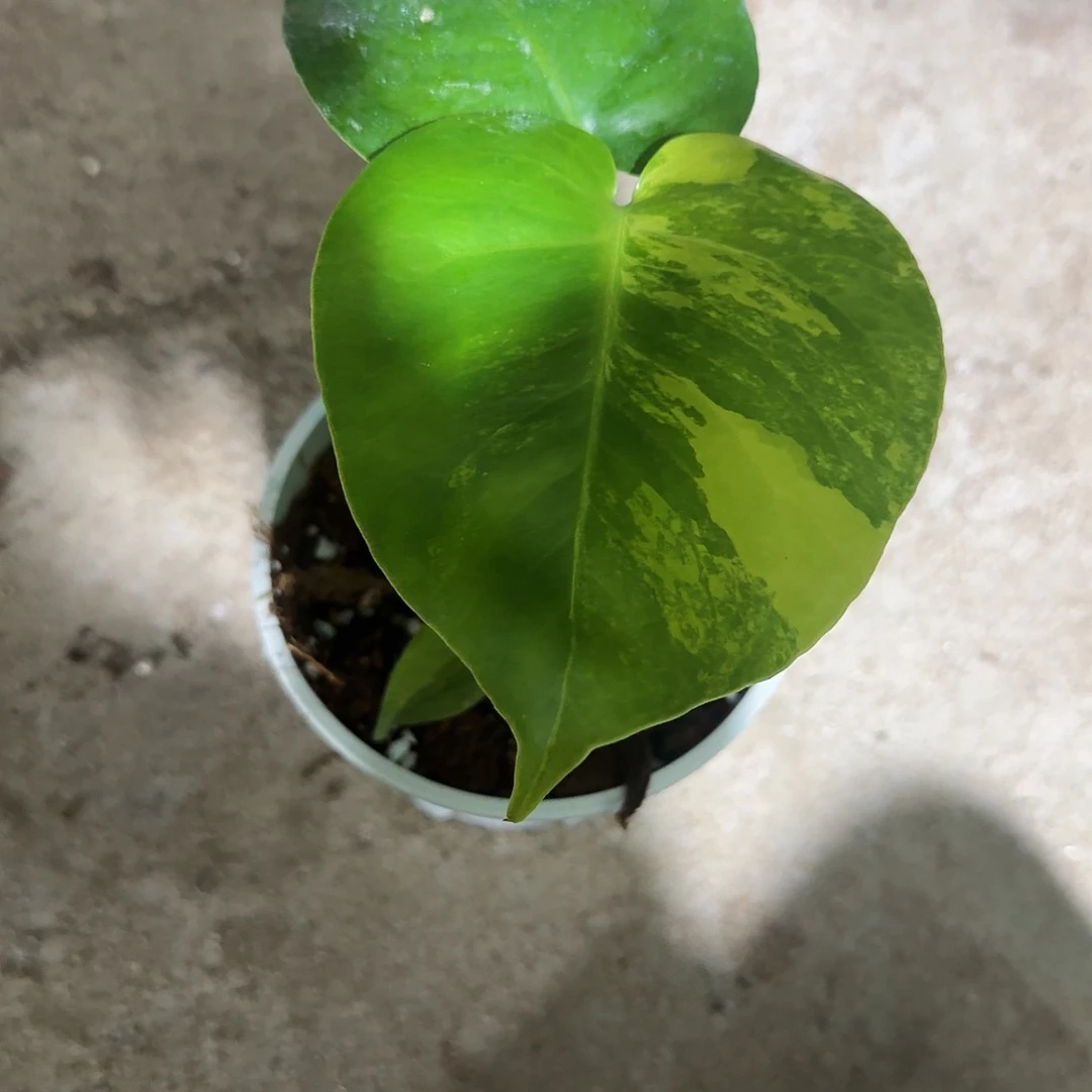 无花朵塔*黄薄荷龟背竹一物一拍