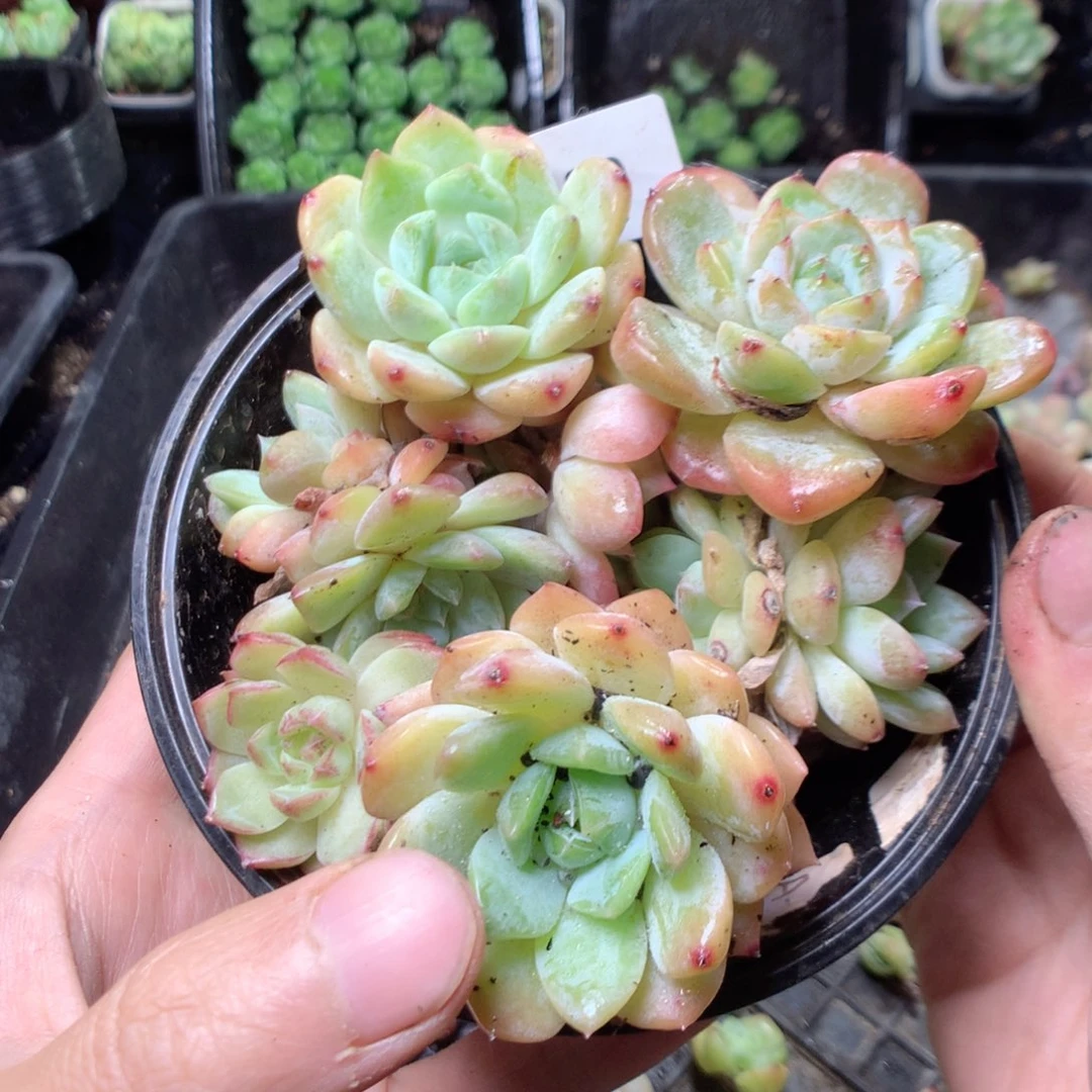 无花朵H30英语英语英语英语天天英语天天