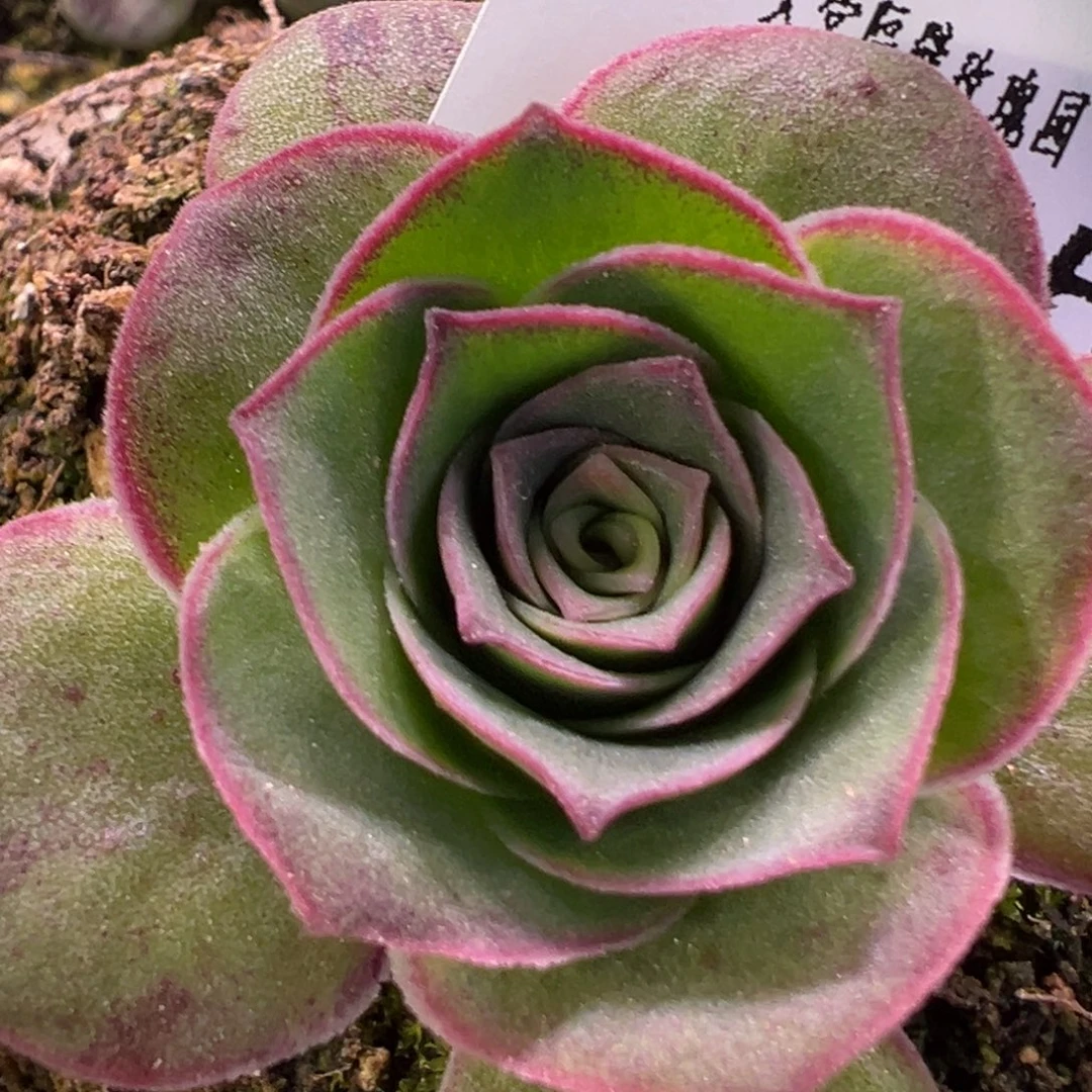 杨855 绝色混3代。