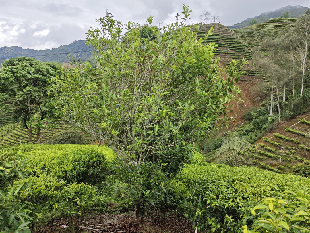 2024年.六雪老枞鸭屎香