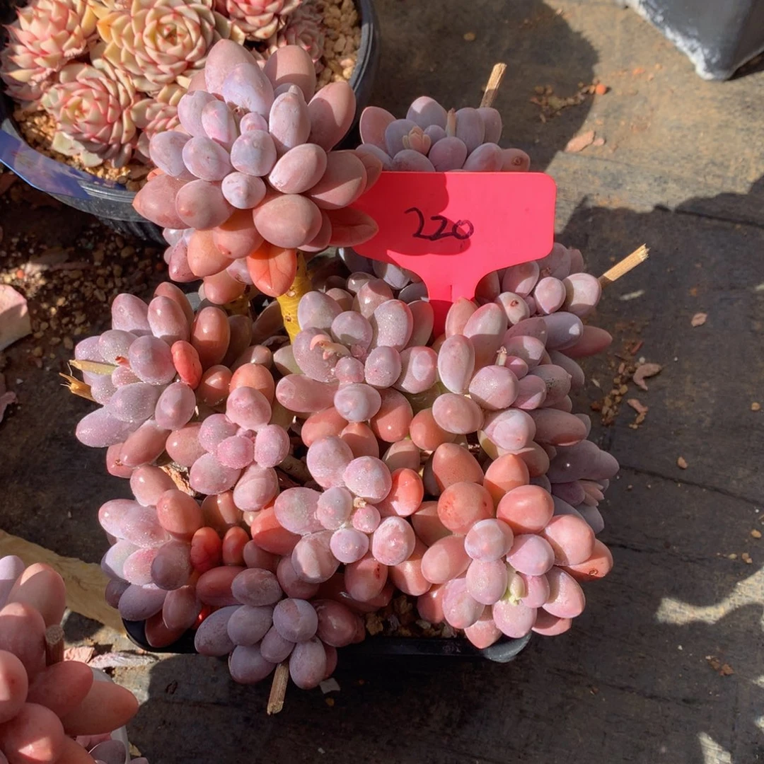 汤圆28828828282828