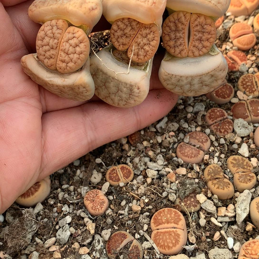 小**儿C264多肉植物保护研究所