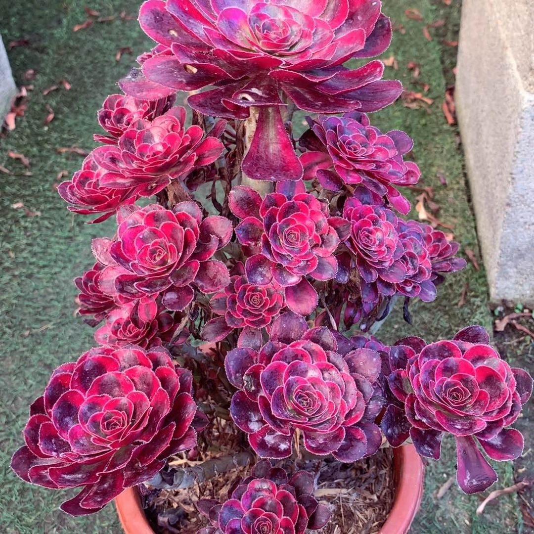 丽娜锦，多肉植物的