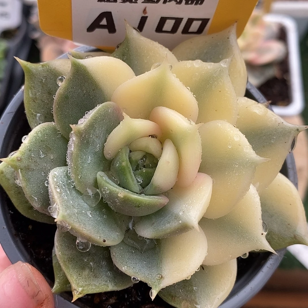 100贝加尔湖哈哈哈哈哈