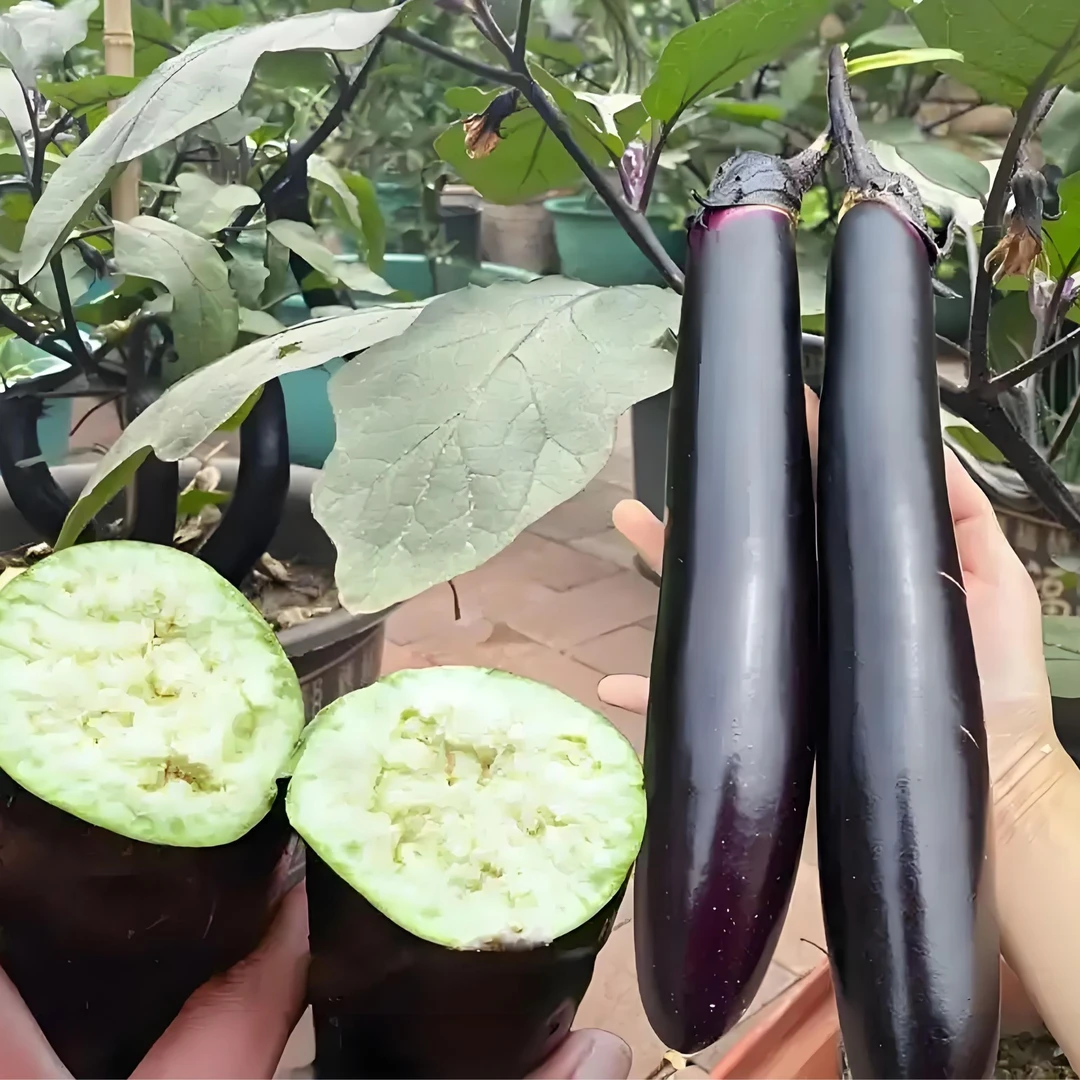 【奇幻果园】山东长茄3斤装/5斤装