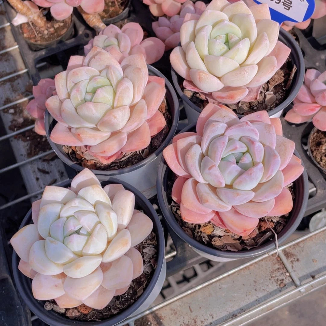 989号 珍妮体冰玉杂大单头一个