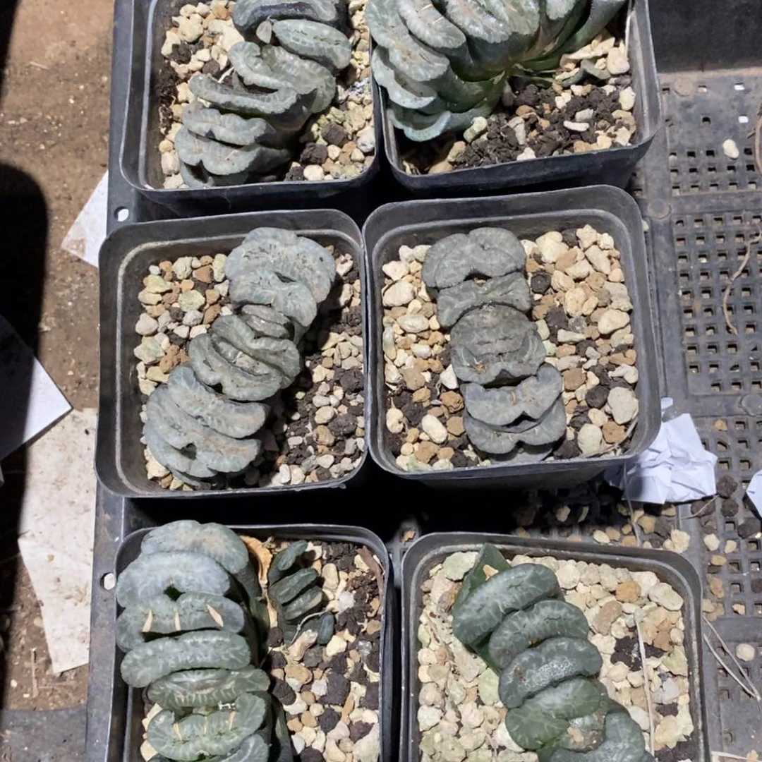 2607 一颗大玉扇 很周正 超级福利