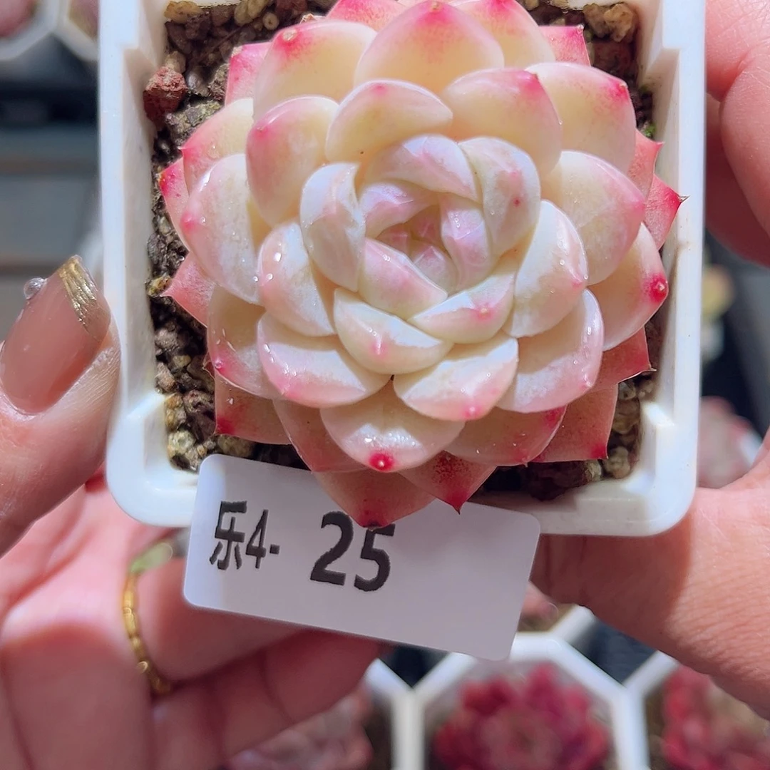 乐4-25 明月心单头