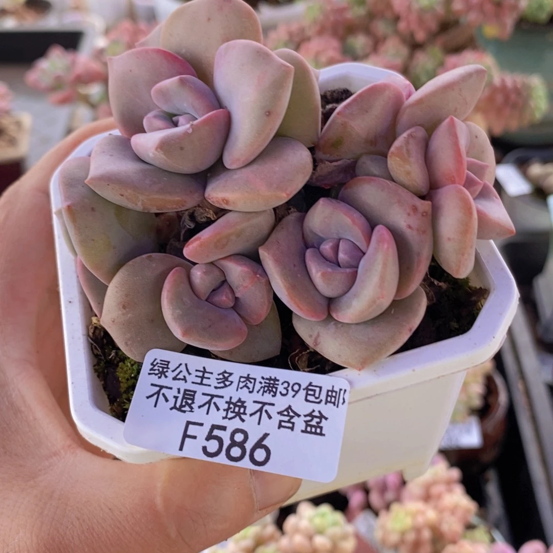 彩虹糖8cm586多肉植物