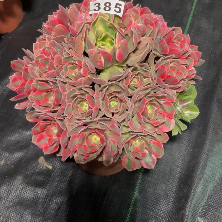 385开播福利，女妖