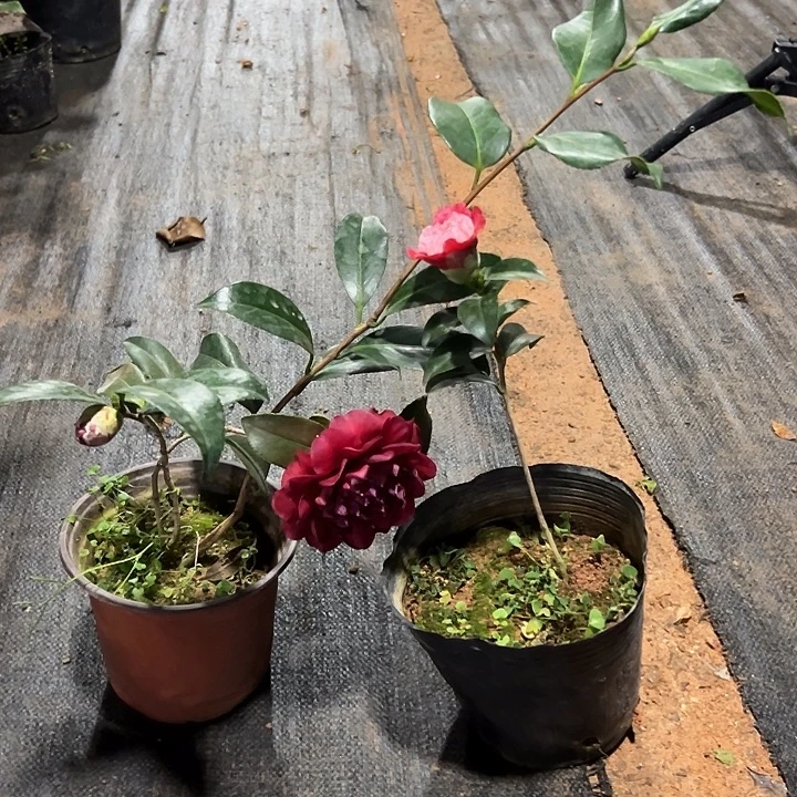 大部分花苞少量开放，紫罗璇，卜伴