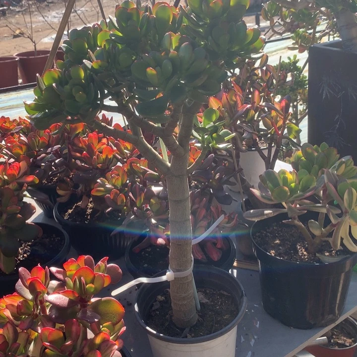 红*阳姬红花月一棵脱土发