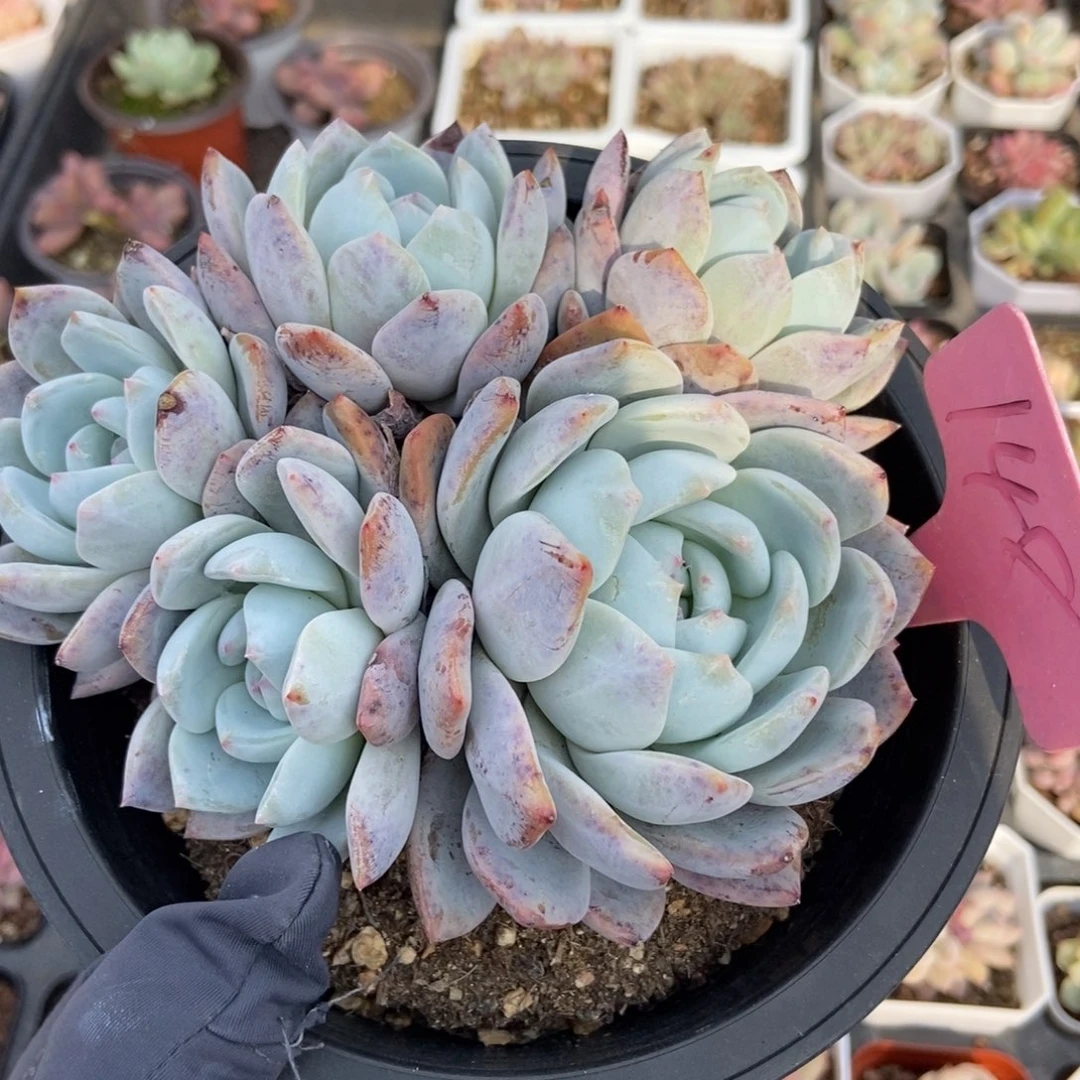 148橙子多肉植物保护