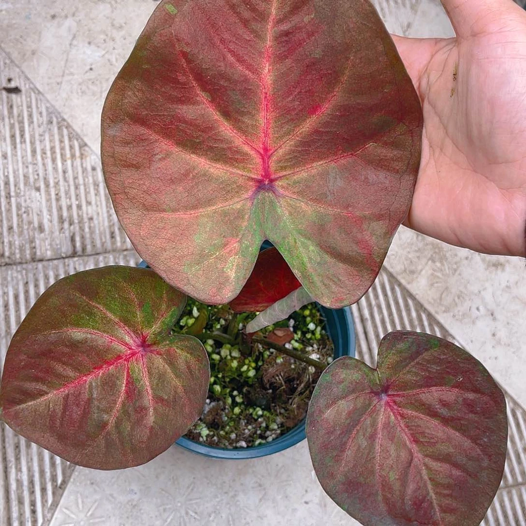 完全开放泰彩一物一拍667