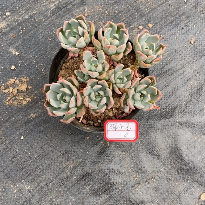 陈***宝红粉佳人多肉植物