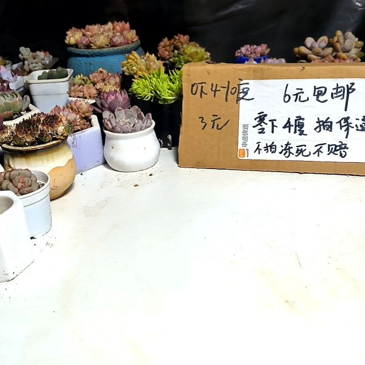 满6元包邮，铃兰十个根