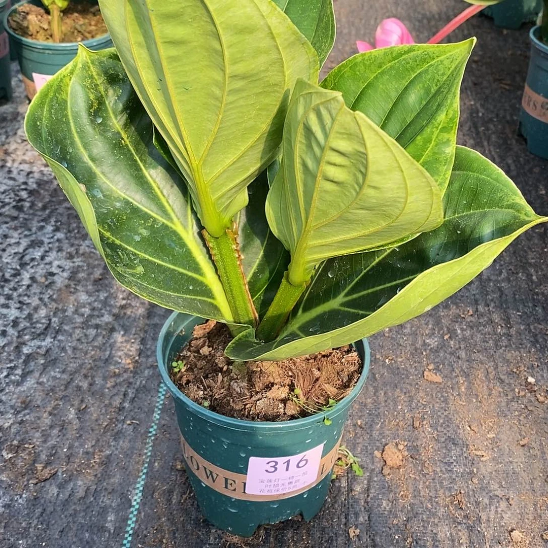 木本植物草****工木本花卉316