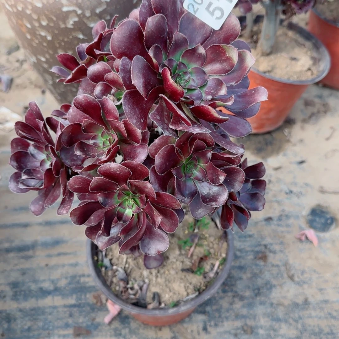 黑圆516满20包邮断枝不包