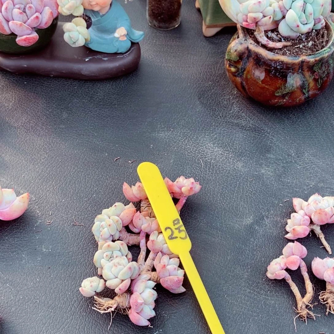 七*?2号的肉肉肉肉肉肉