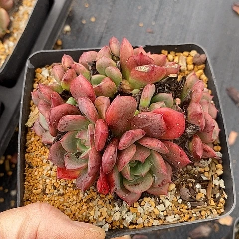 夜**兰1372多肉植物老桩
