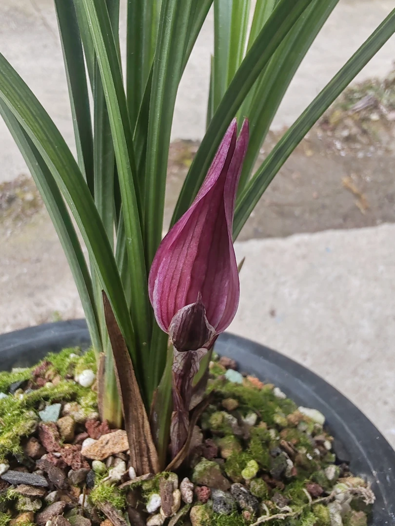 优质国兰春剑红花