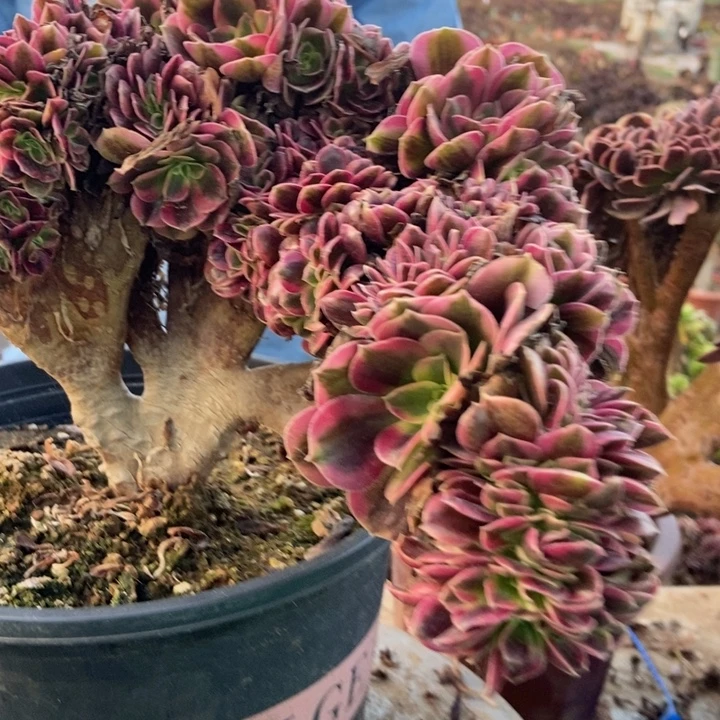 ****心363美杜莎老桩老桩