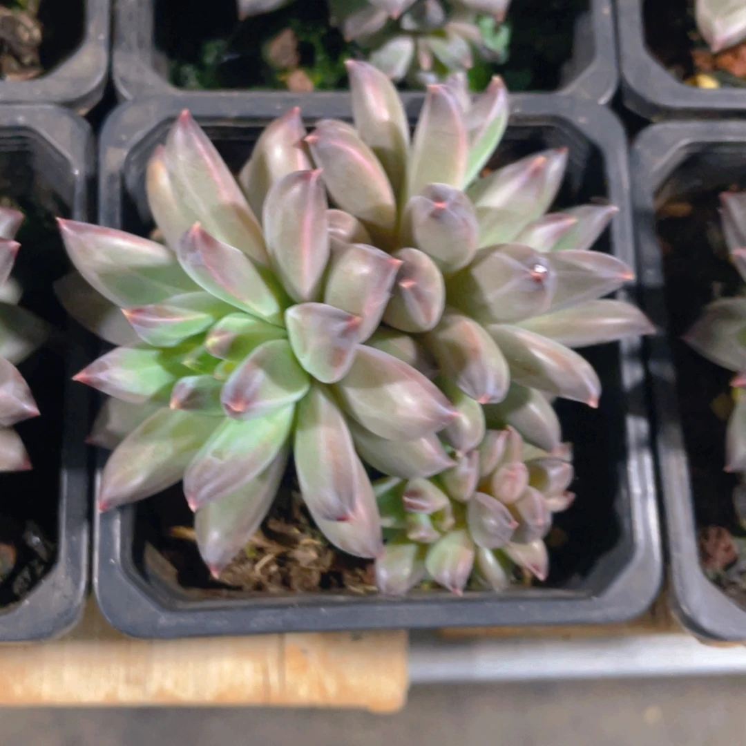 不知名美人杂交多肉一棵