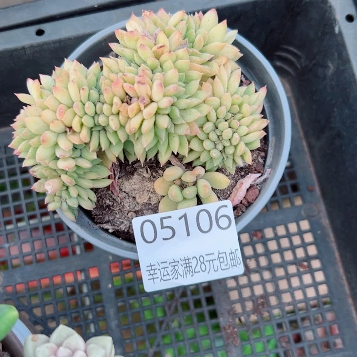 幸运儿的一句台词我