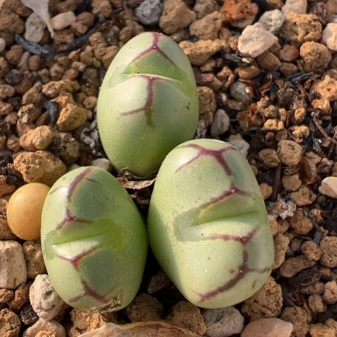 92多肉植物百科植物