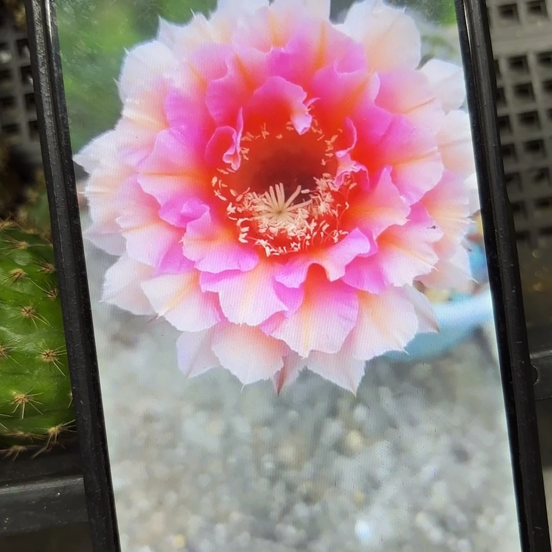 006彩侧牙20包邮13