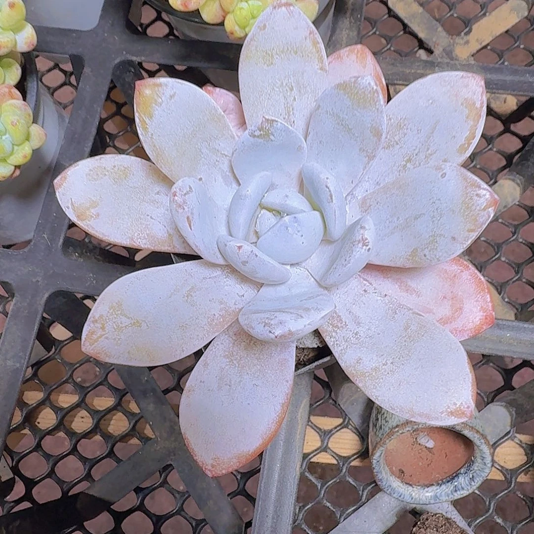 精品雪莲多肉植物