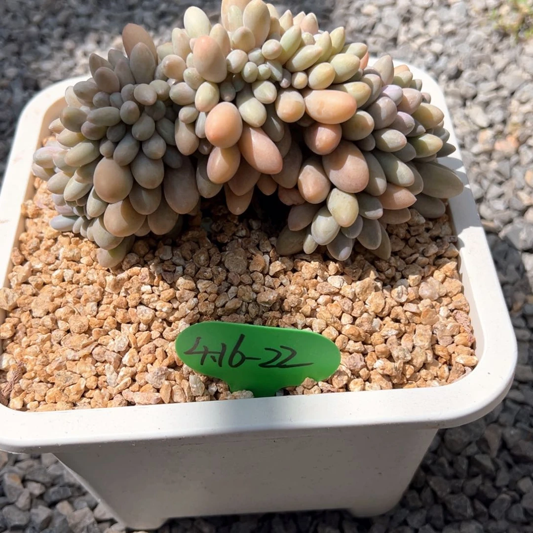 大*4.16.22汤圆缀化