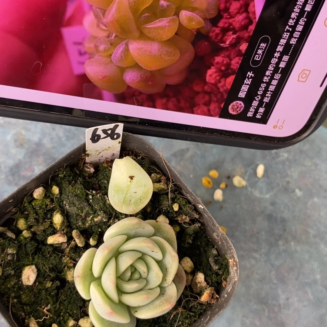 纯叶片甜心656一片多肉叶子