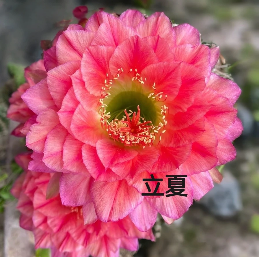 毛花柱立夏侧芽 满28包邮非偏远