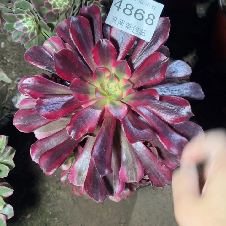 4868美杜莎的的的
