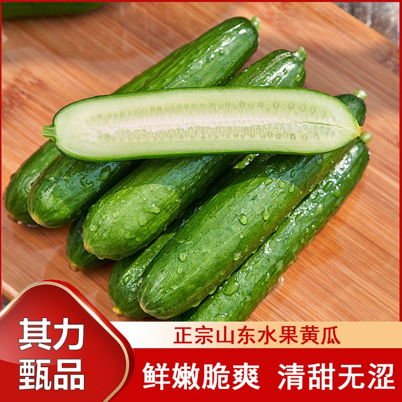 当天现摘｜水果黄瓜无刺山东水果小孩蔬菜当季果蔬产地直发小青瓜